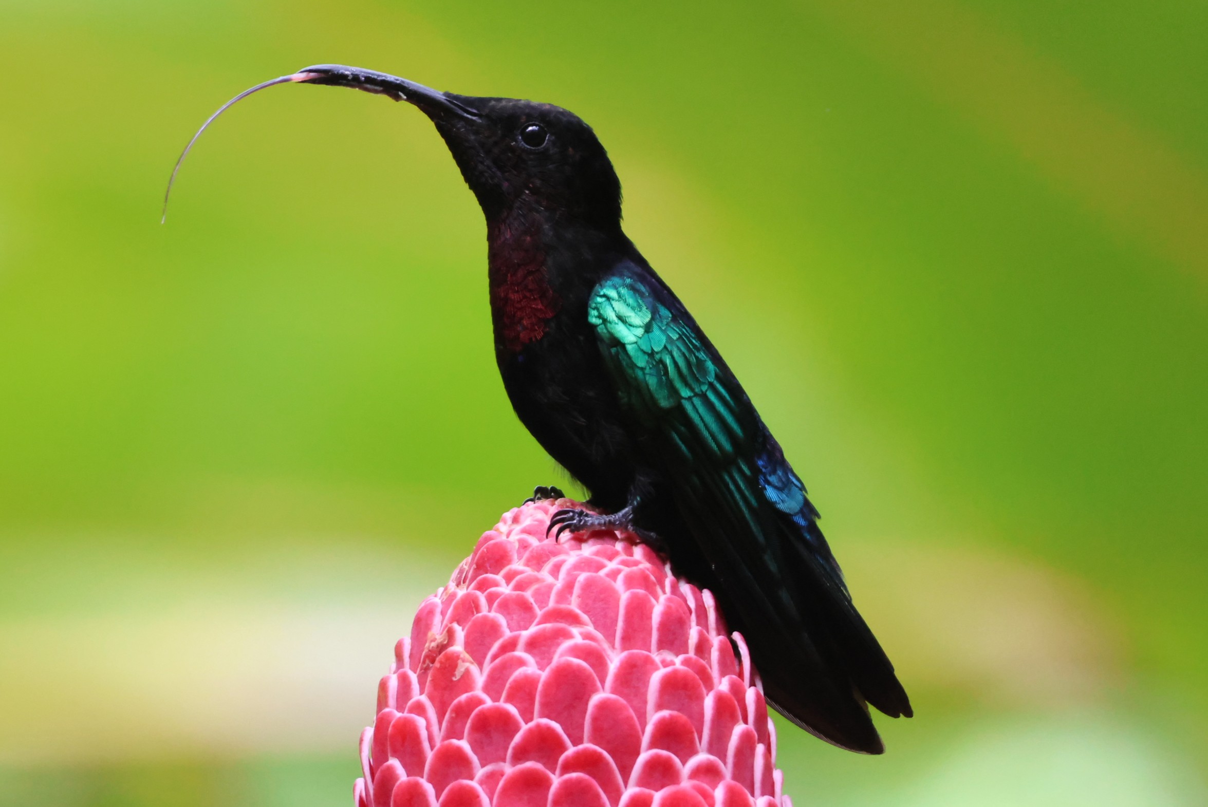 Colibri madère - Photo 2