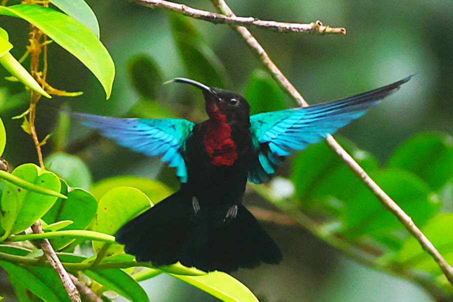 Colibri madère