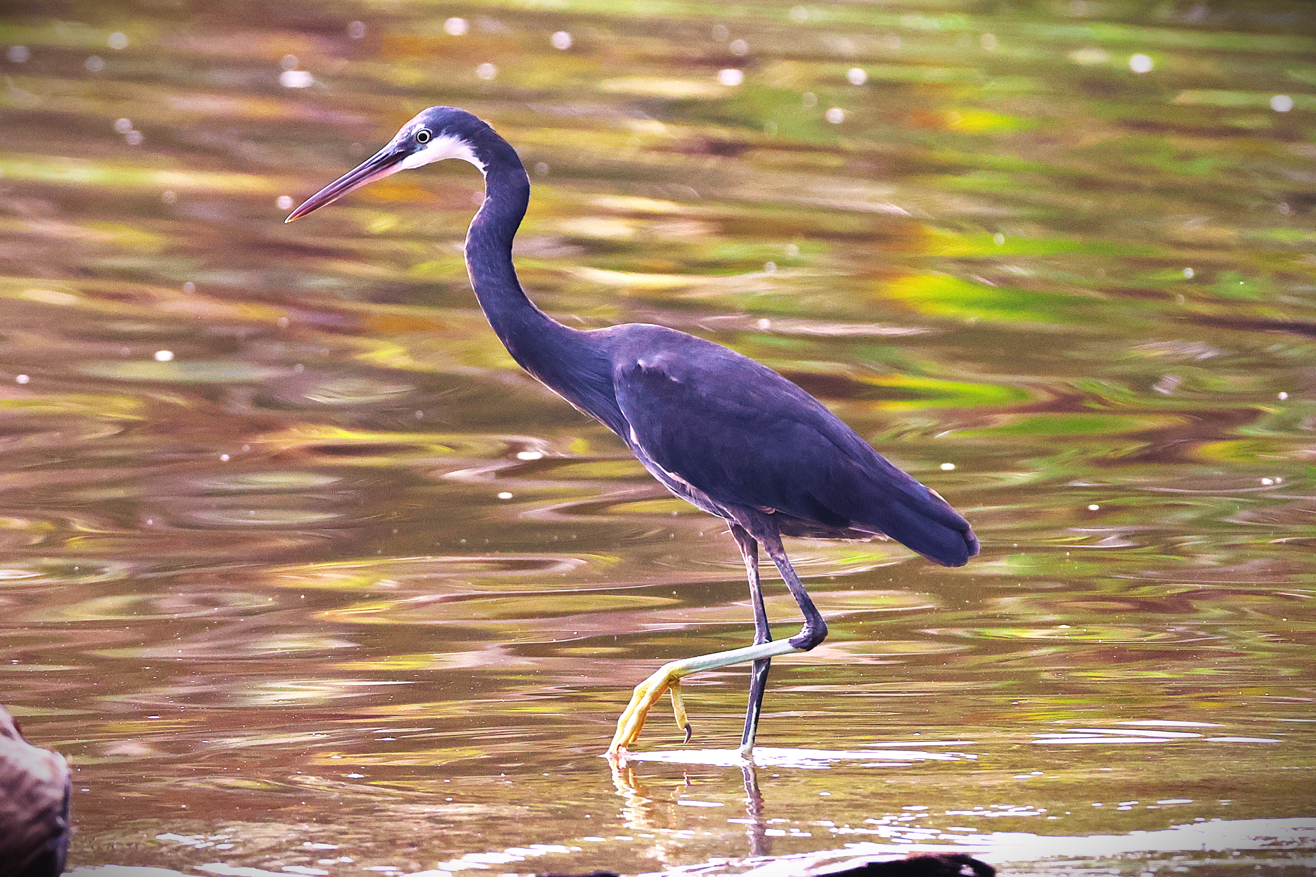 Aigrette des récifs