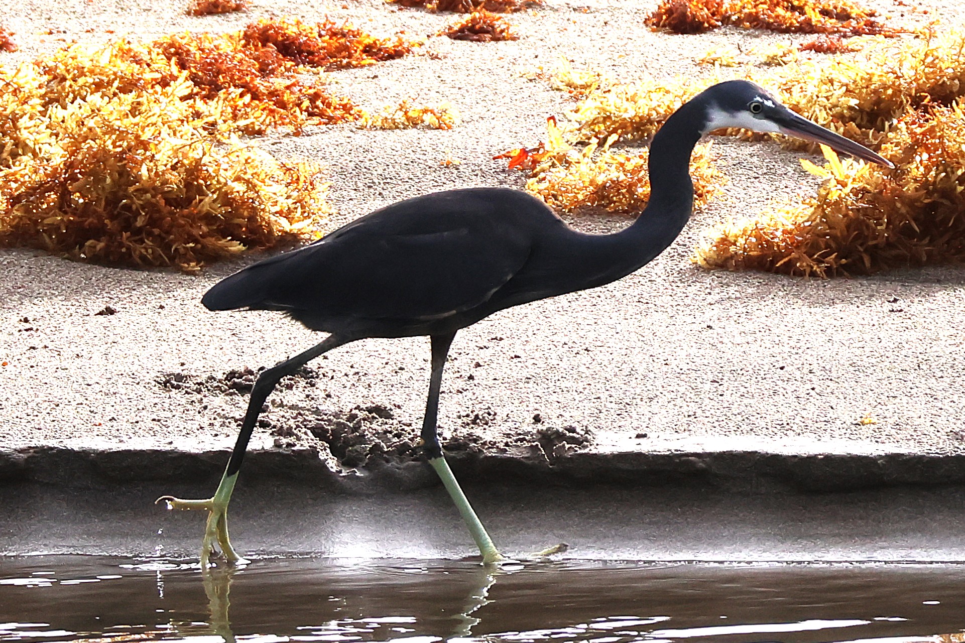 Aigrette des récifs - Photo 4