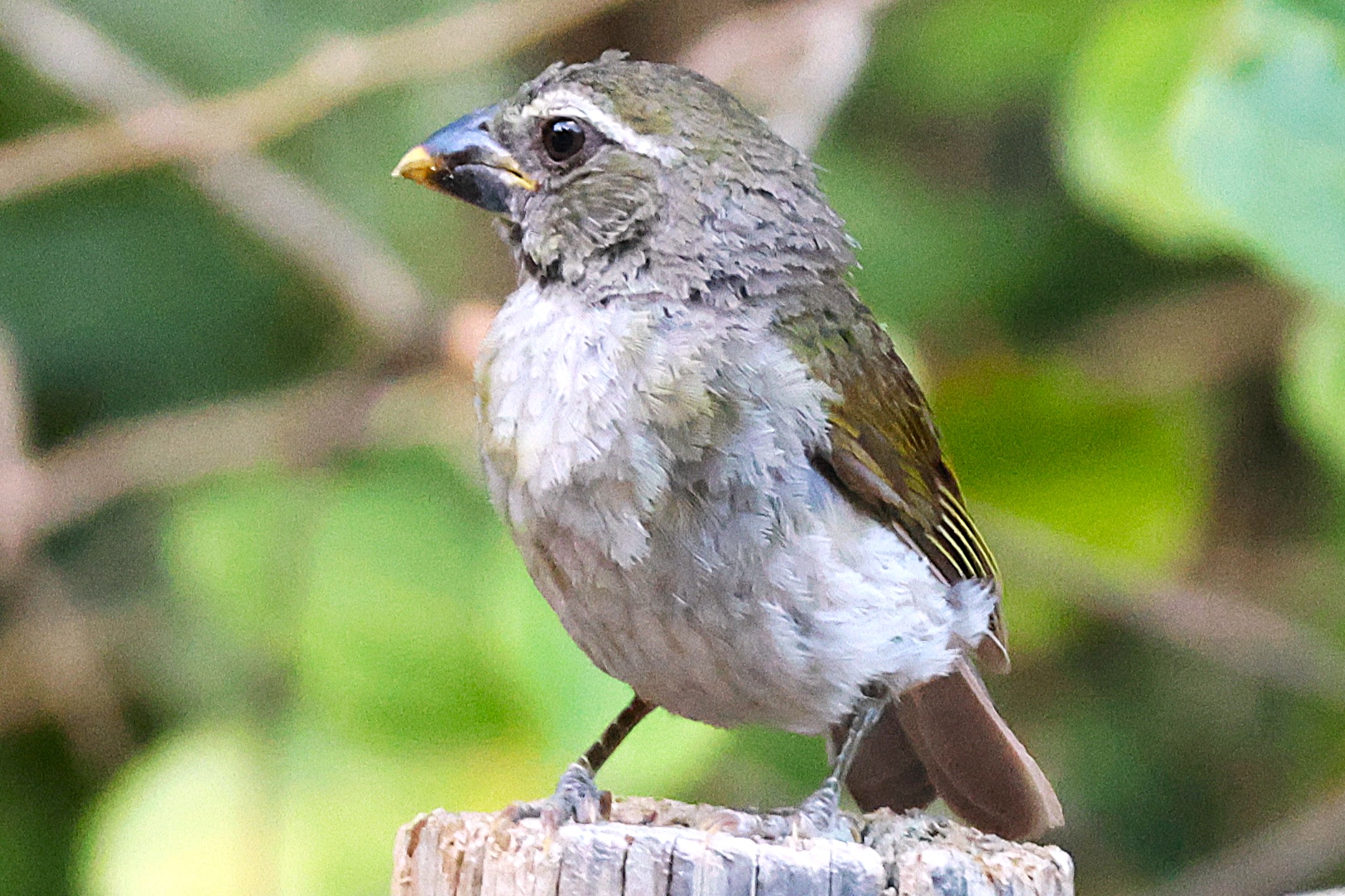 Saltator gros-bec