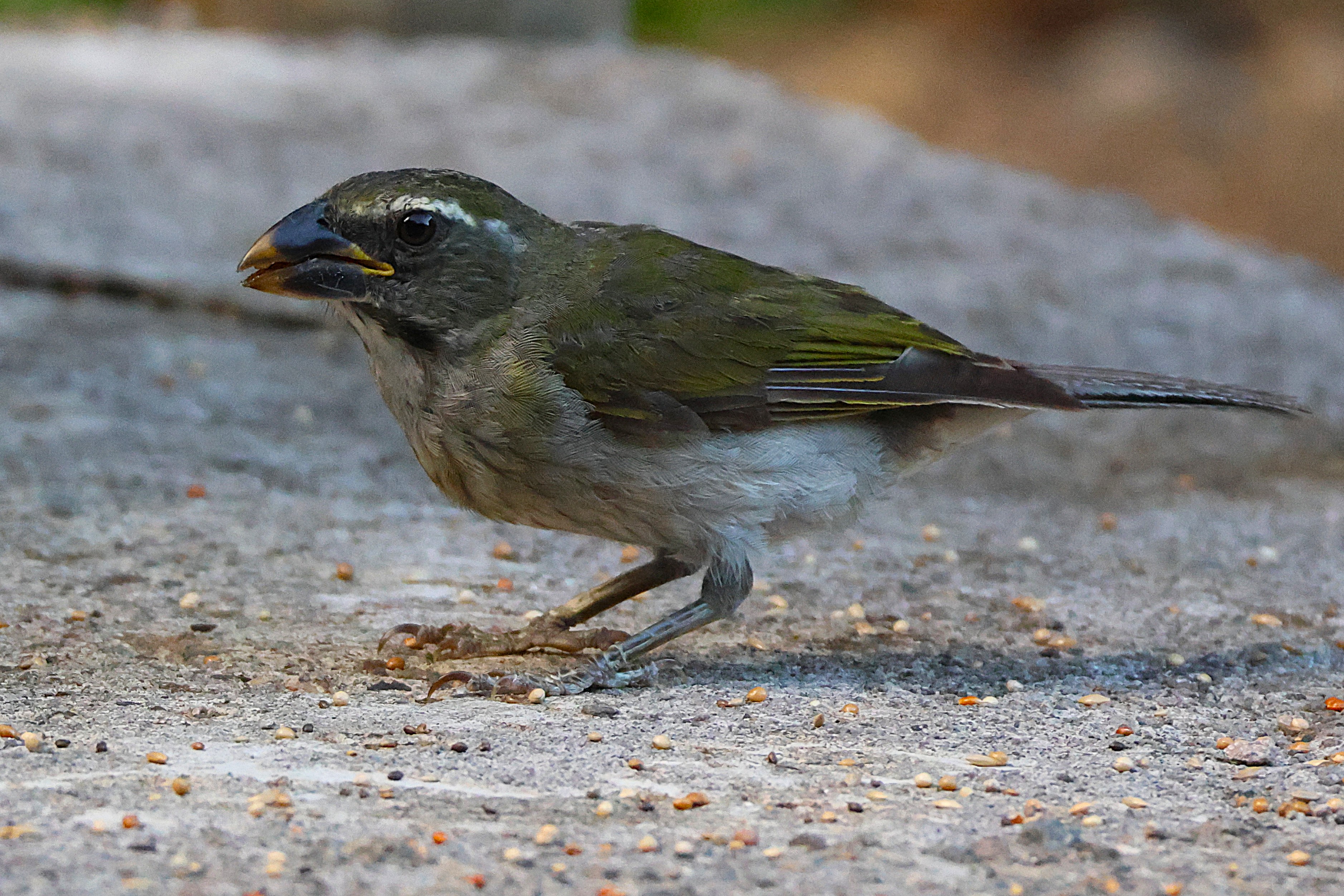 Saltator gros-bec - Photo 2