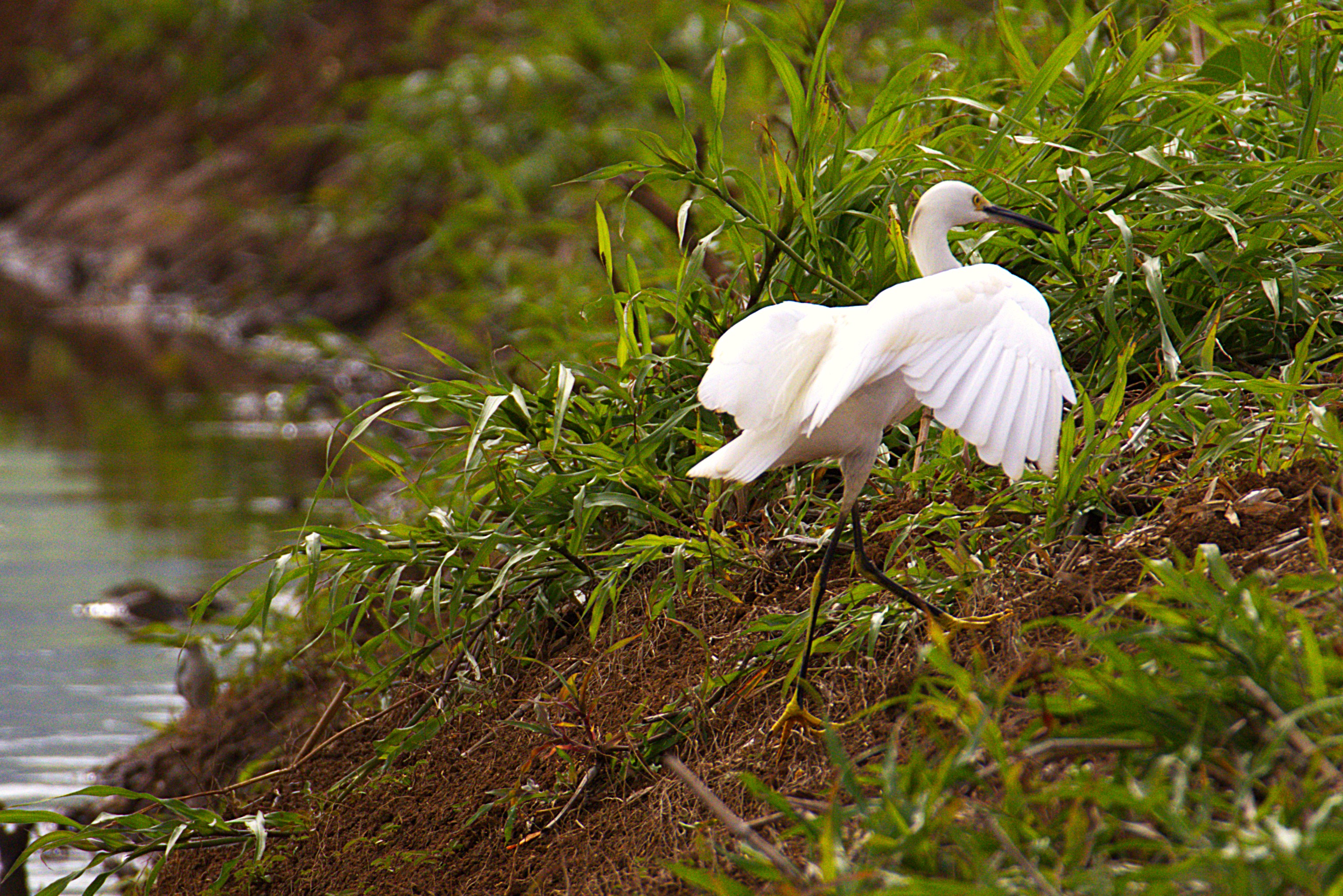 Aigrette neigeuse - Photo 3