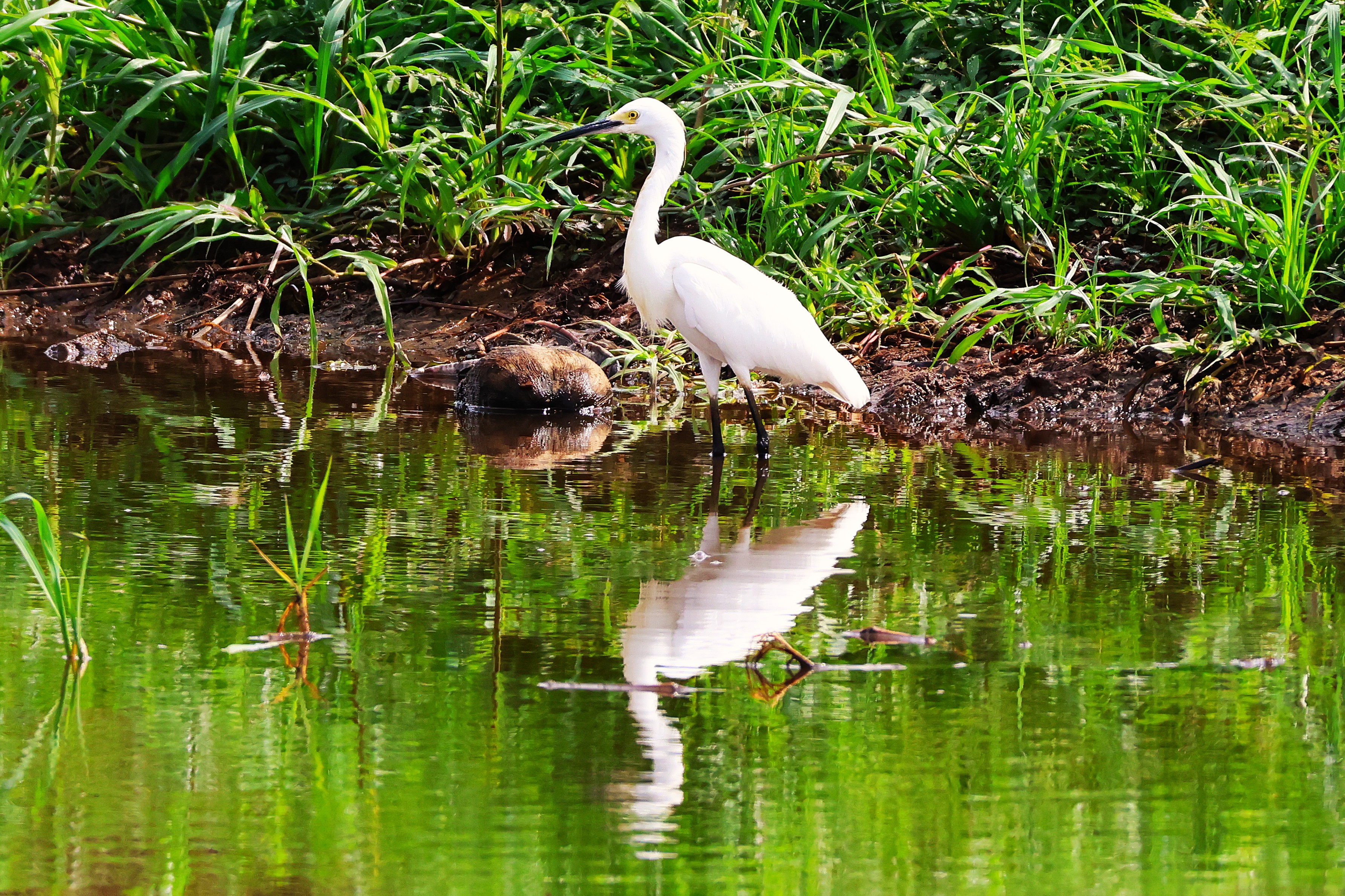 Aigrette neigeuse - Photo 4