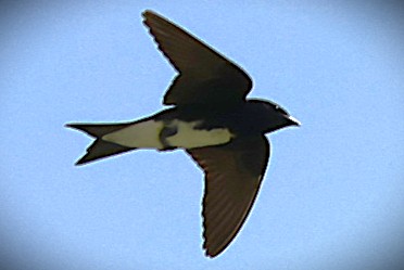 Hirondelle à ventre blanc