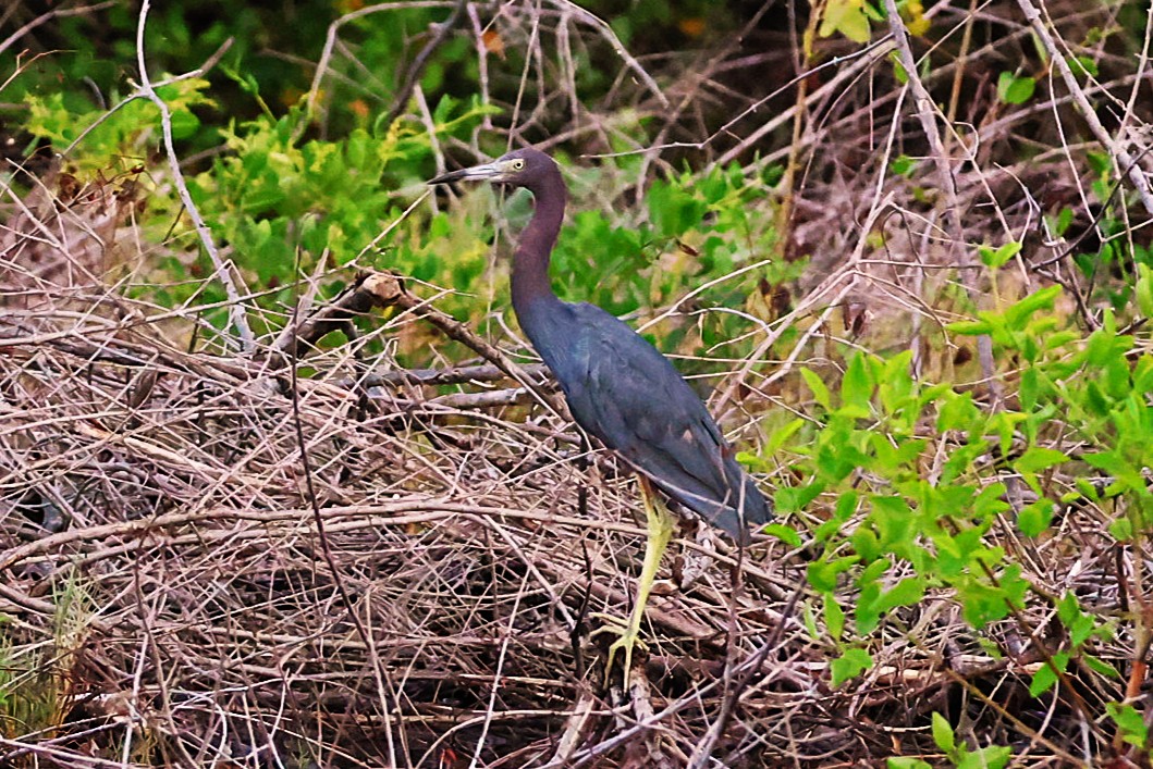 Aigrette bleue