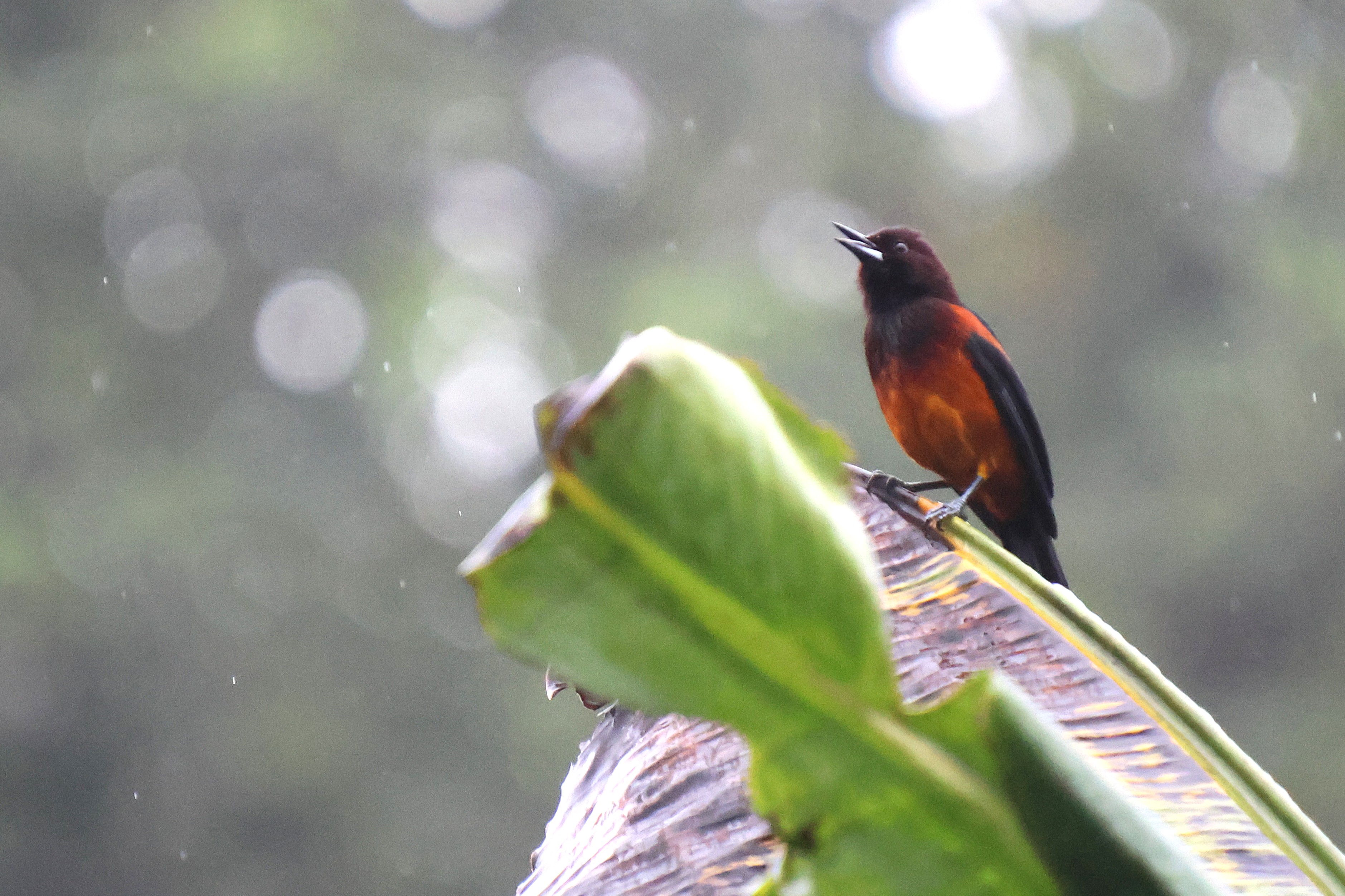Oriole de la Martinique - Photo 2