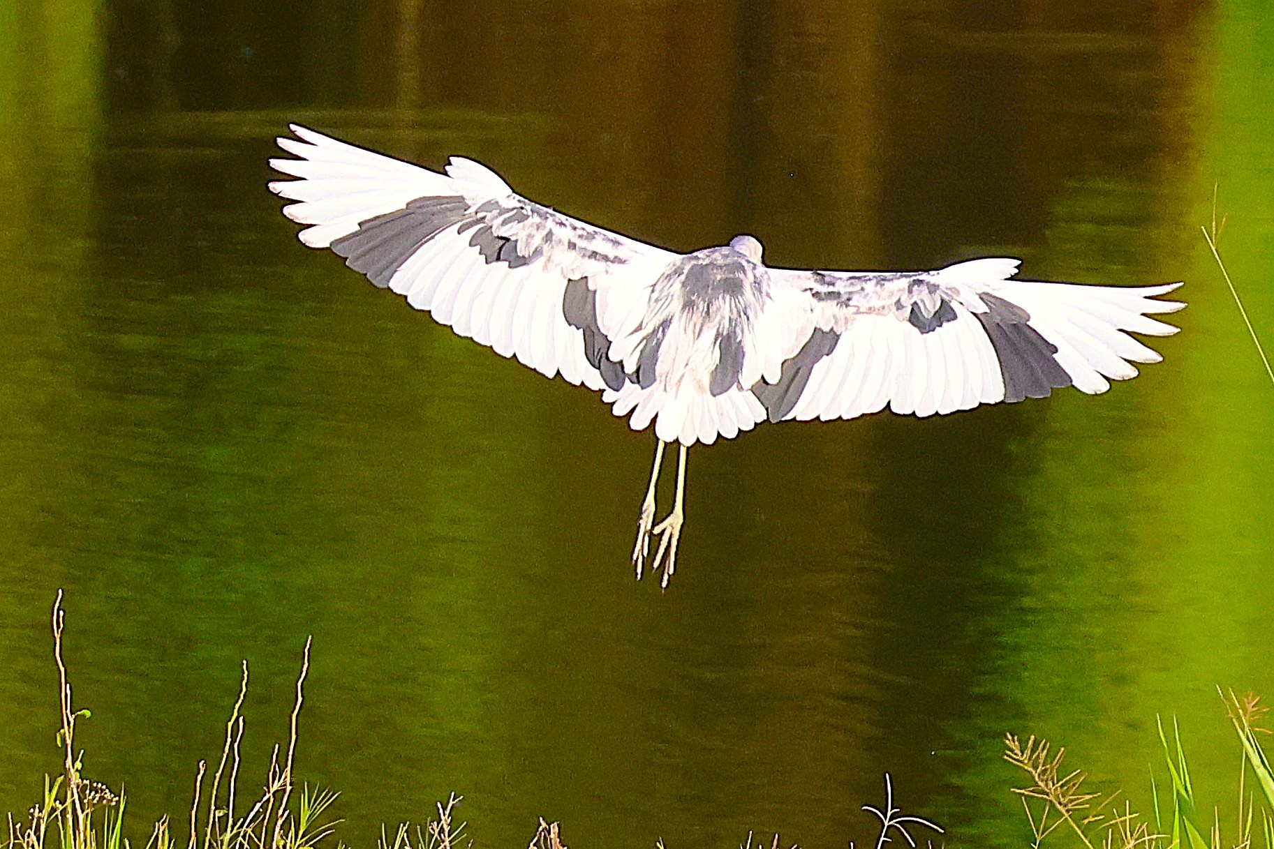 Aigrette bleue - Photo 5