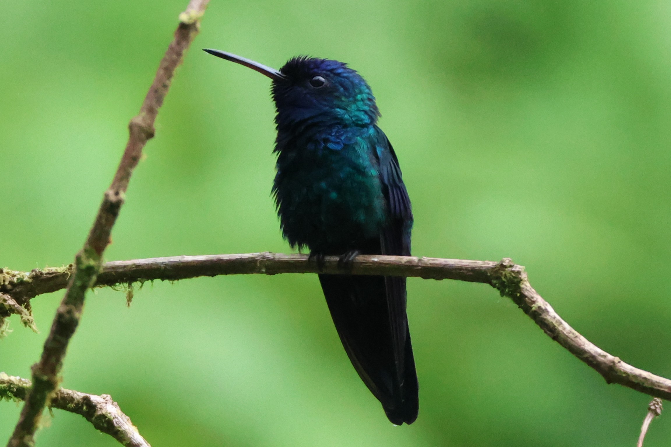 Colibri à tête bleue