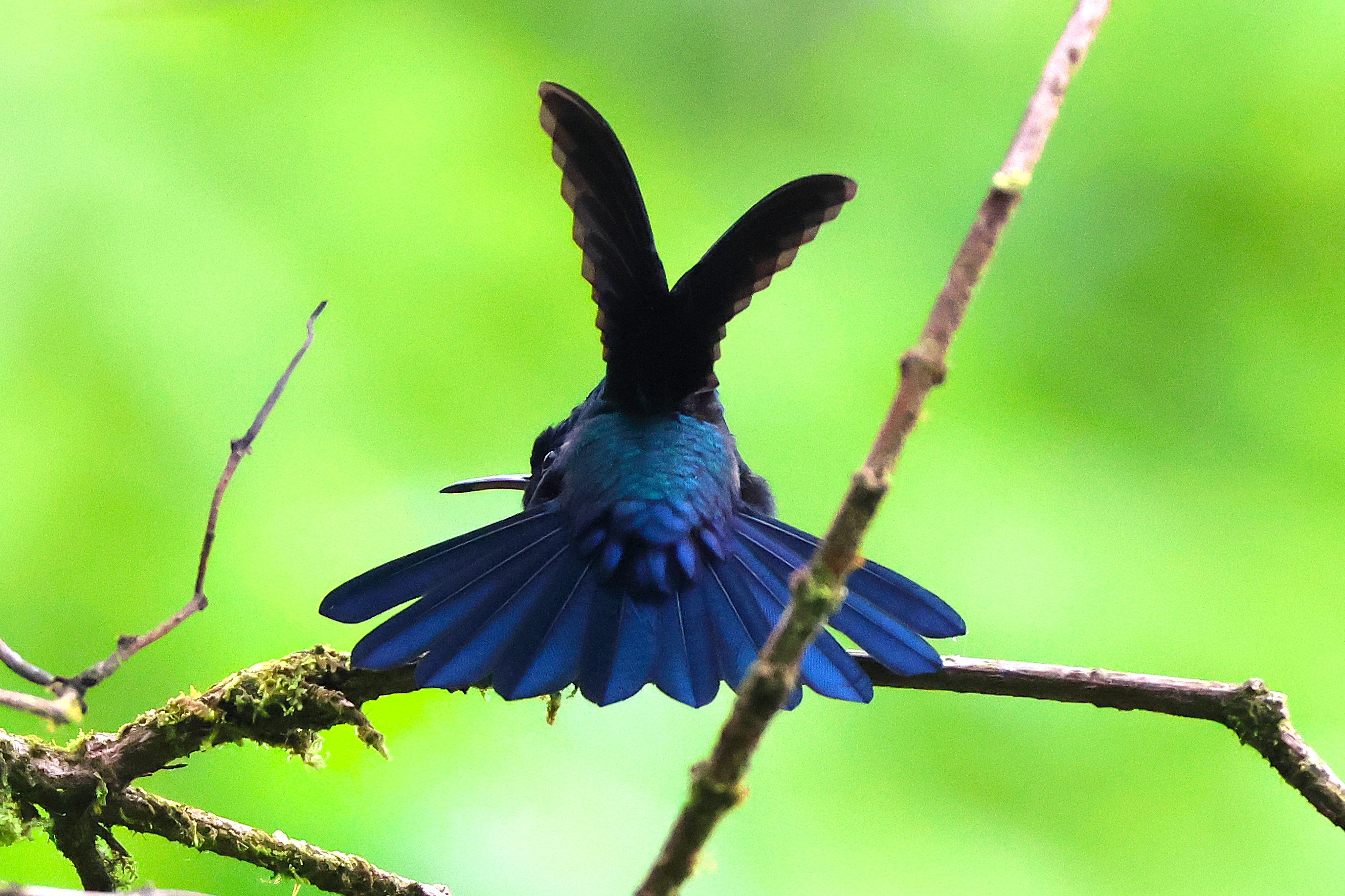 Colibri à tête bleue - Photo 2