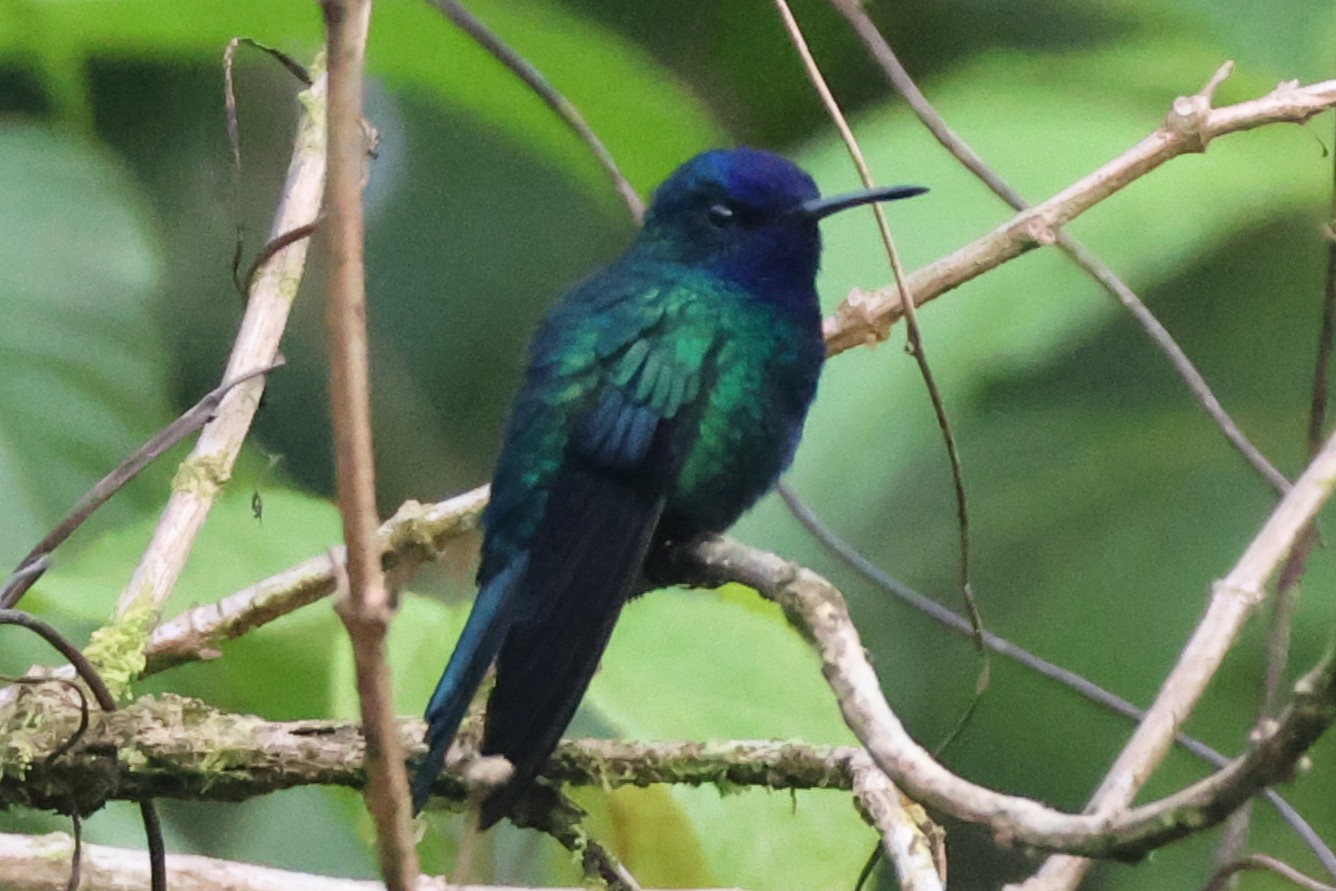 Colibri à tête bleue - Photo 3
