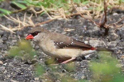 Bengali rouge - Photo 2