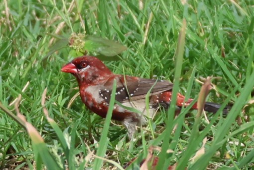 Bengali rouge - Photo 3