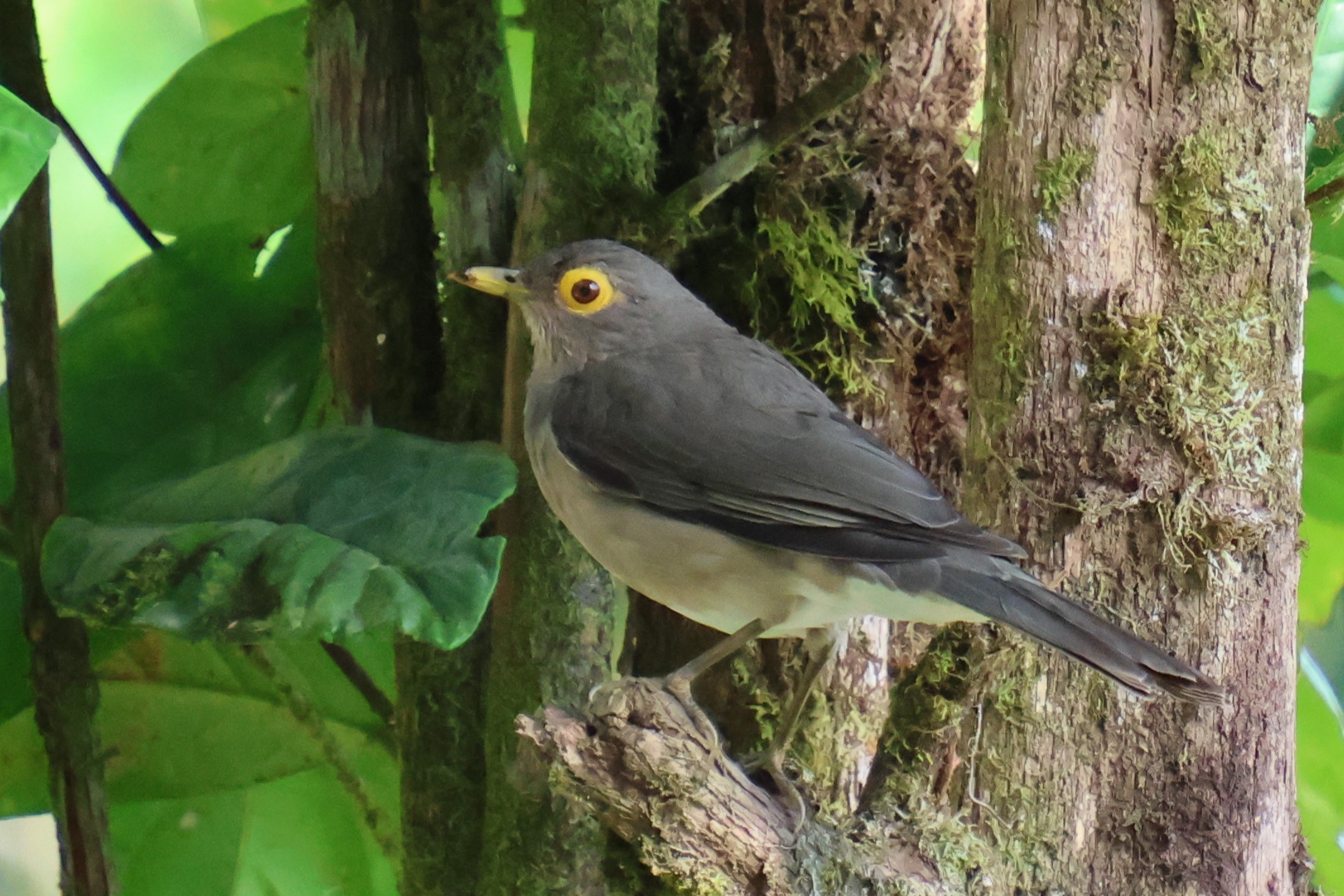 Merle à lunettes - Photo 1