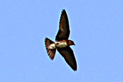 Hirondelle à ventre blanc - Photo 3