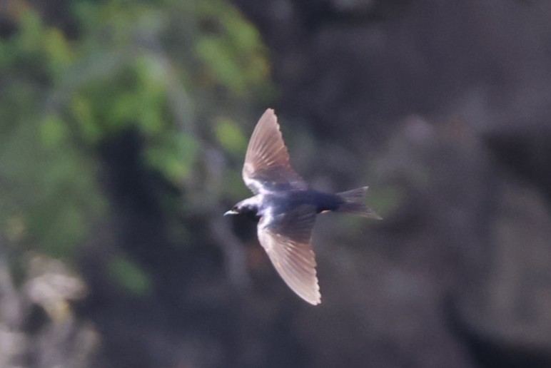 Martinet sombre