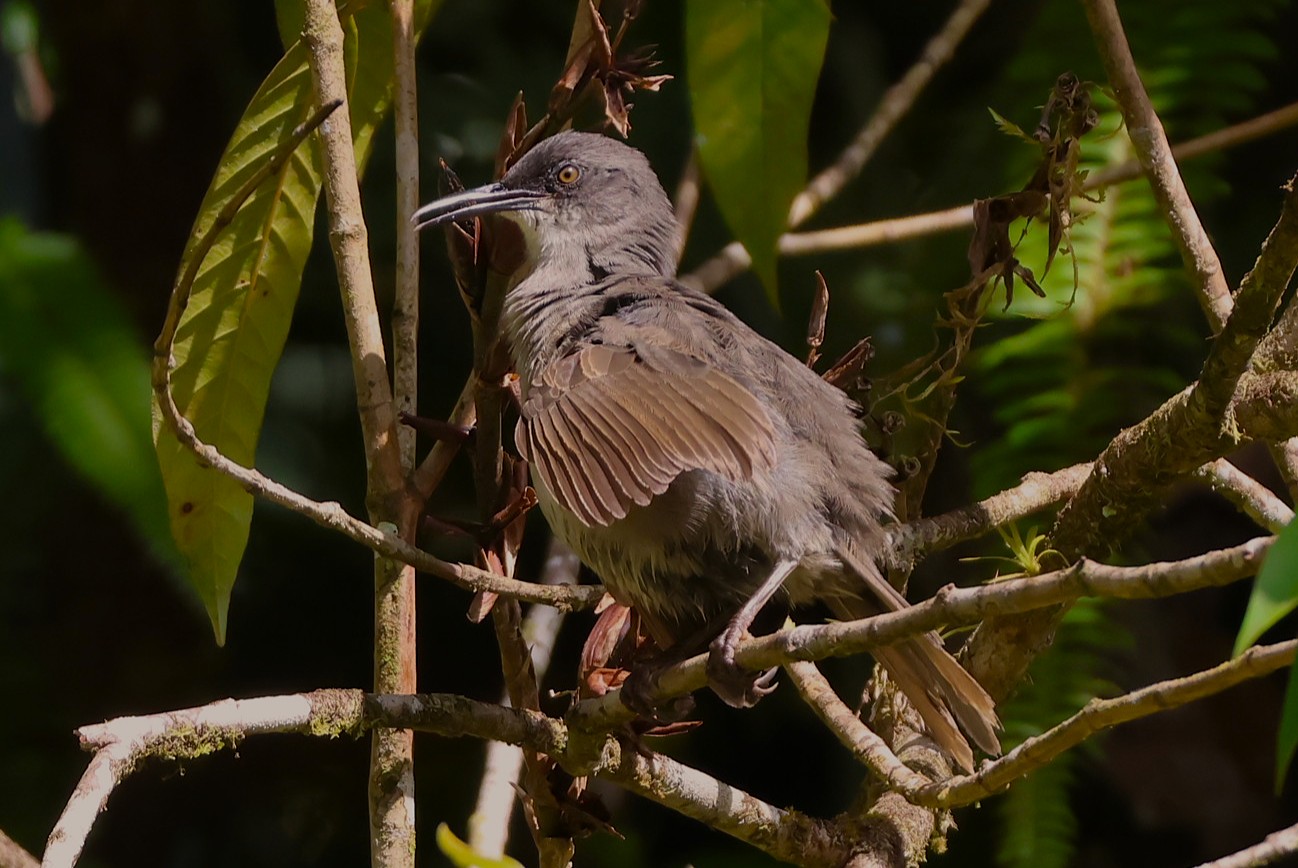Trembleur gris - Photo 3
