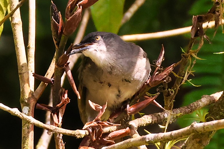 Trembleur gris - Photo 4