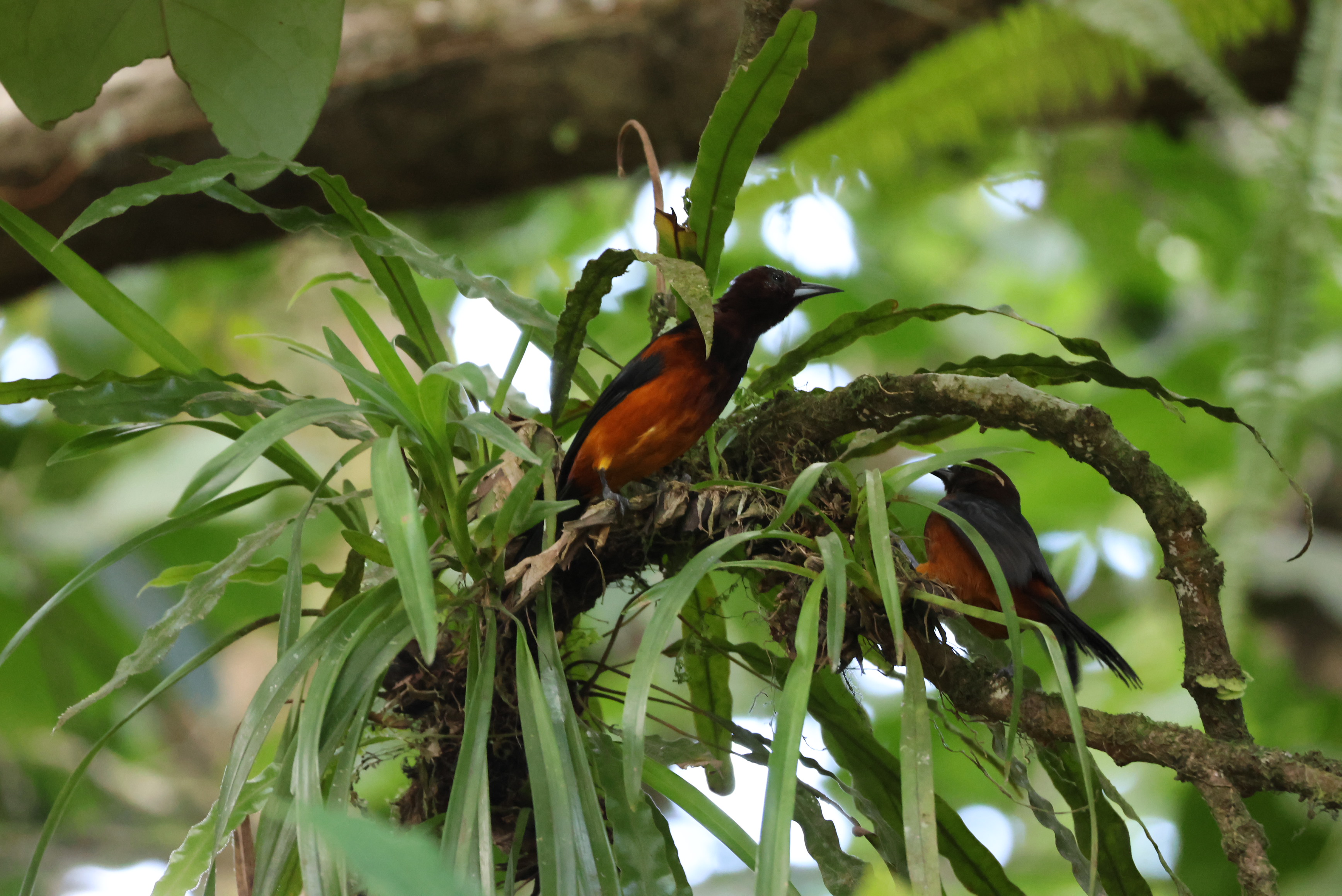 Oriole de la Martinique - Photo 3