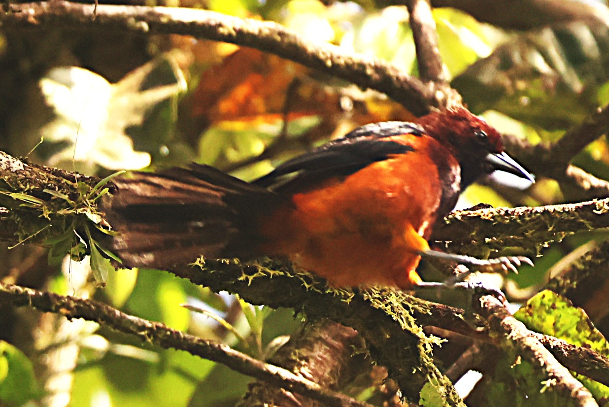 Oriole de la Martinique - Photo 4