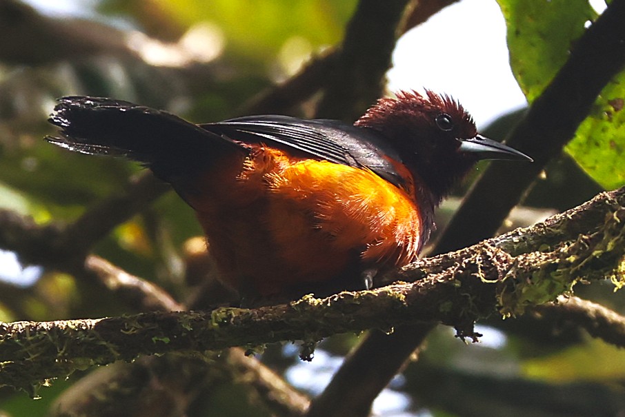 Oriole de la Martinique