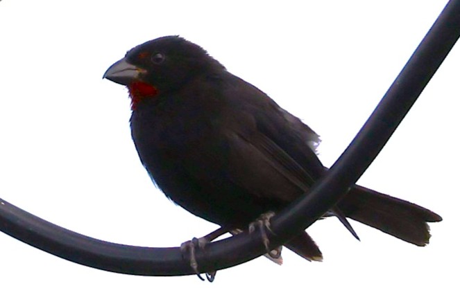 Sporophile rougegorge - Photo 3
