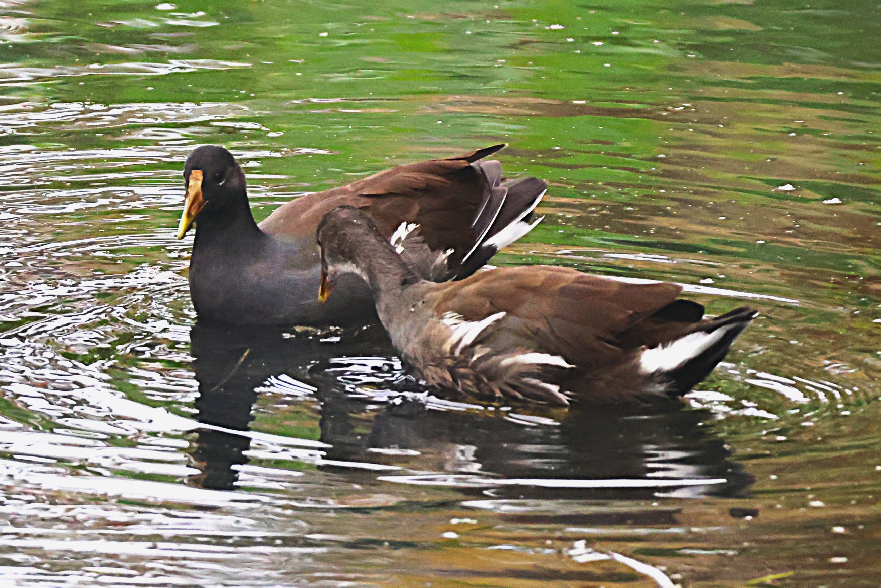 Gallinule d'Amérique - Photo 3