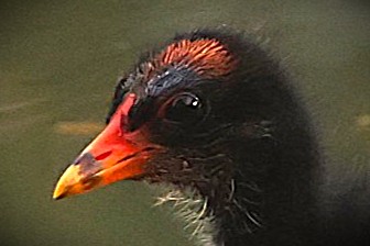 Gallinule d'Amérique - Photo 4
