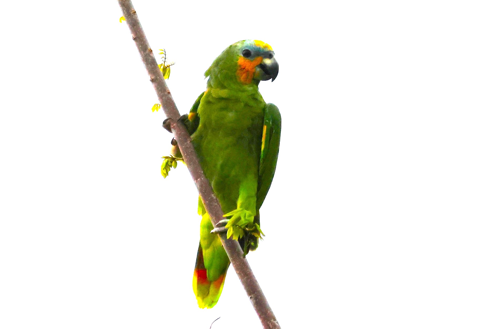 Amazone aourou - Photo 2