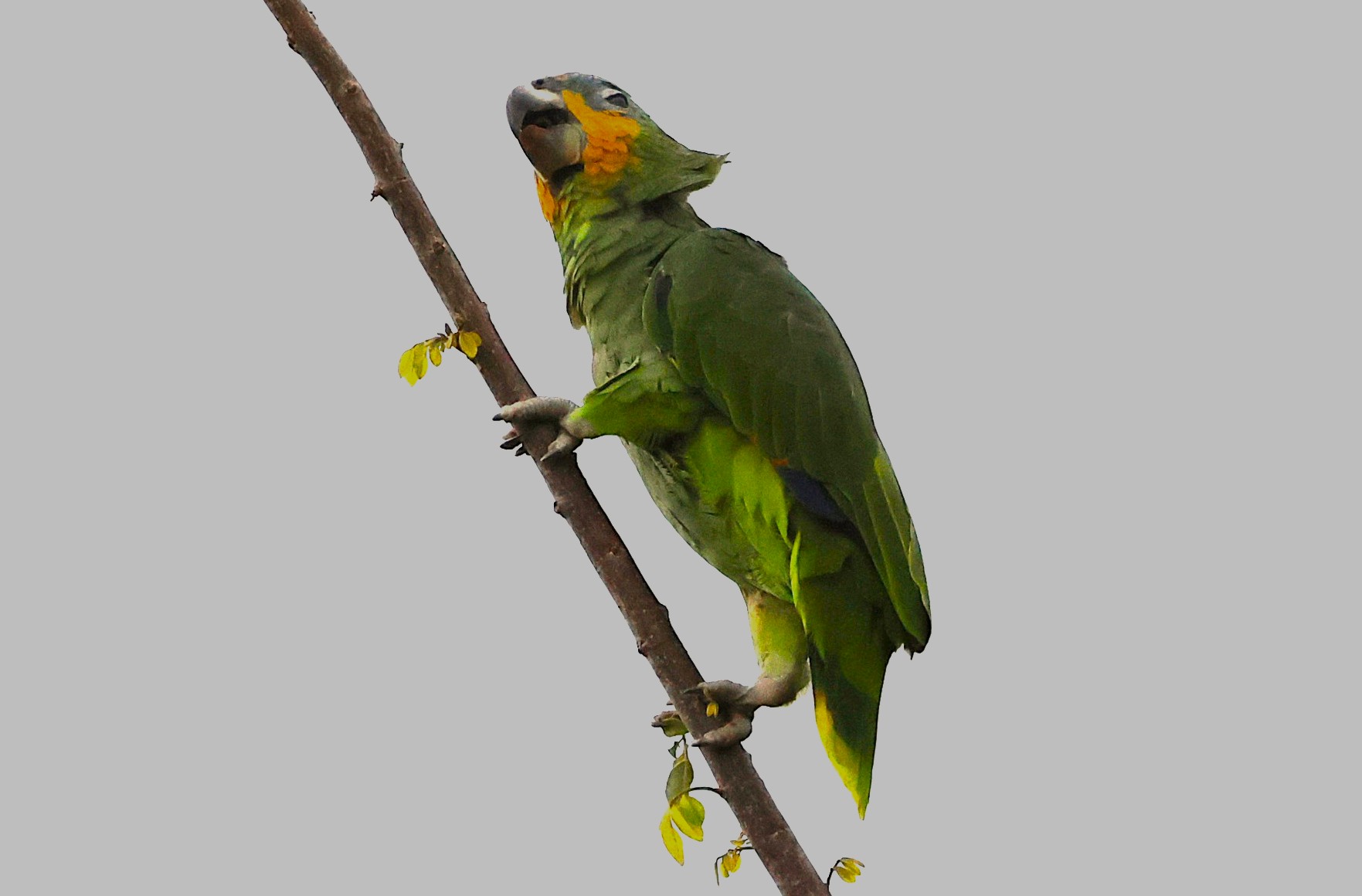 Amazone aourou - Photo 3