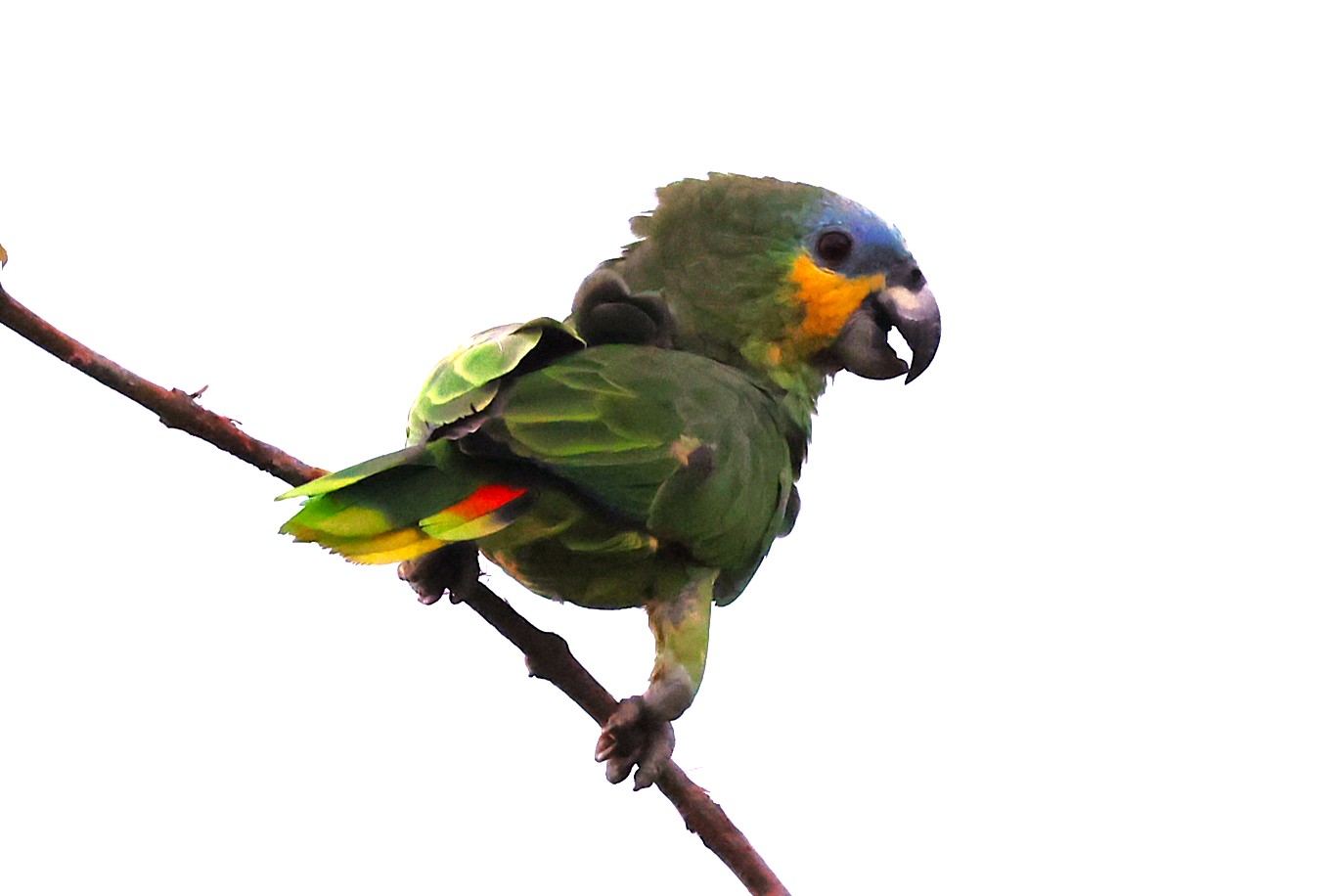 Amazone aourou - Photo 4