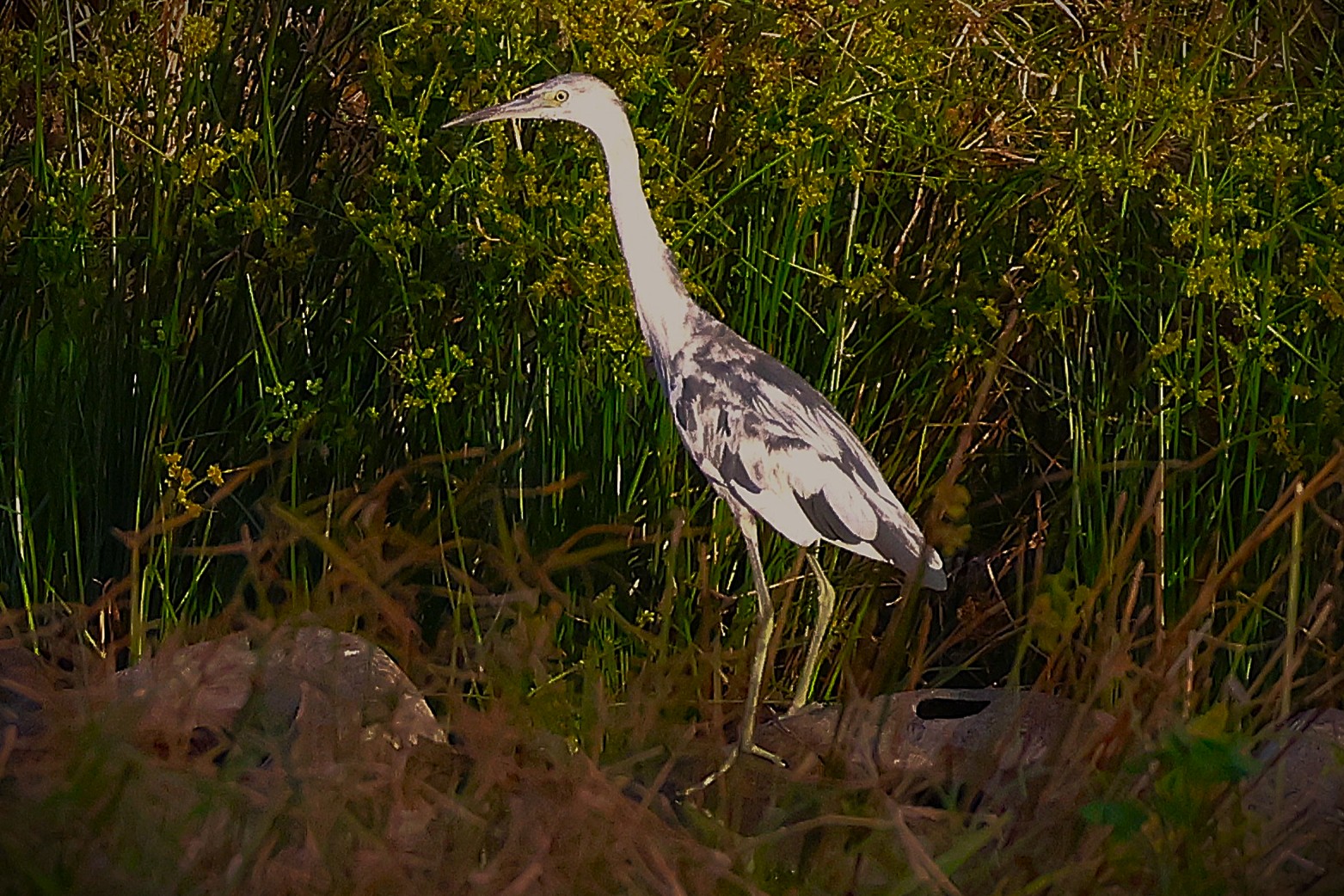 Aigrette bleue - Photo 3
