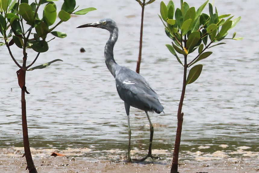 Aigrette bleue - Photo 1