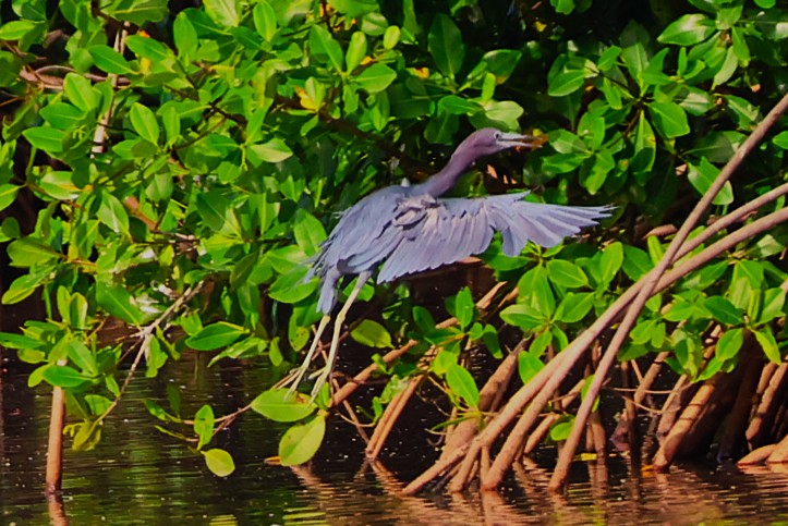 Aigrette bleue - Photo 2