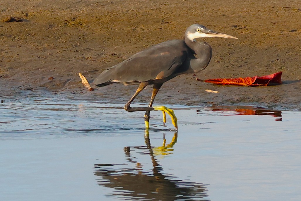 Aigrette des récifs - Photo 1
