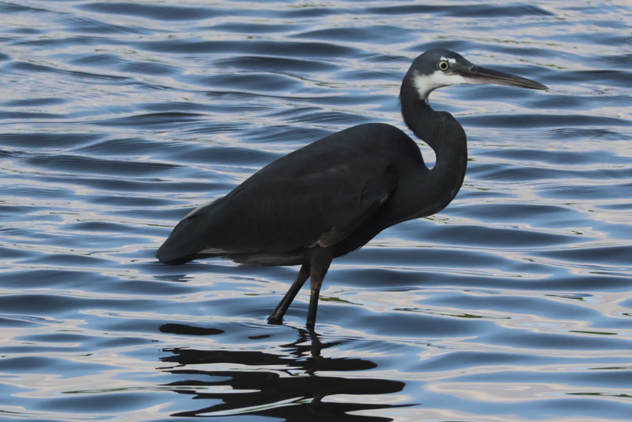 Aigrette des récifs - Photo 2
