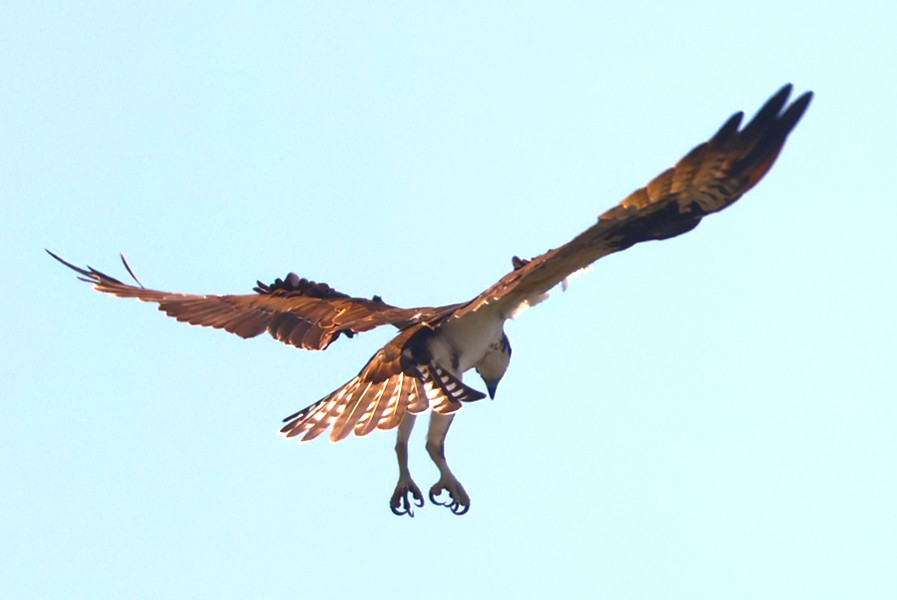 Balbuzard pêcheur