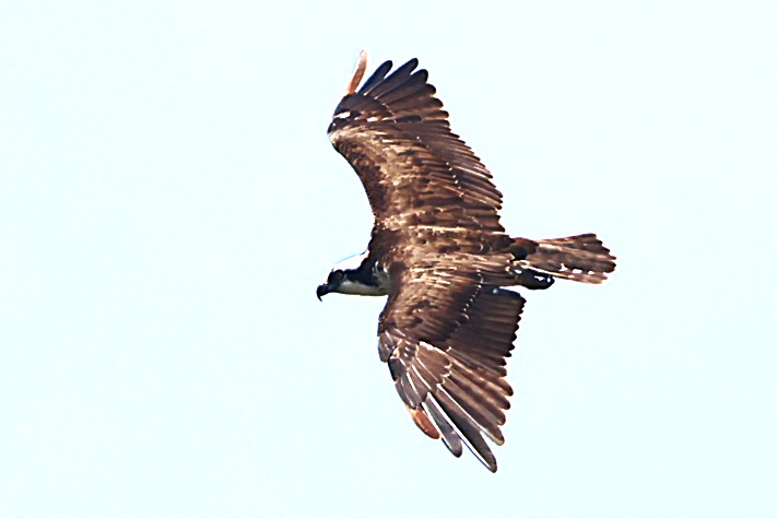 Balbuzard pêcheur - Photo 3