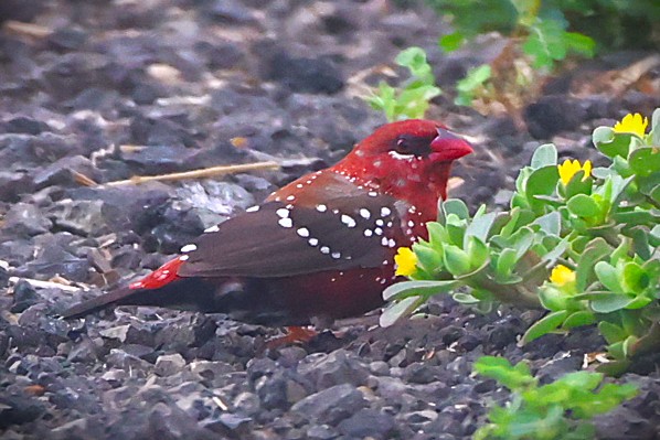 Bengali rouge