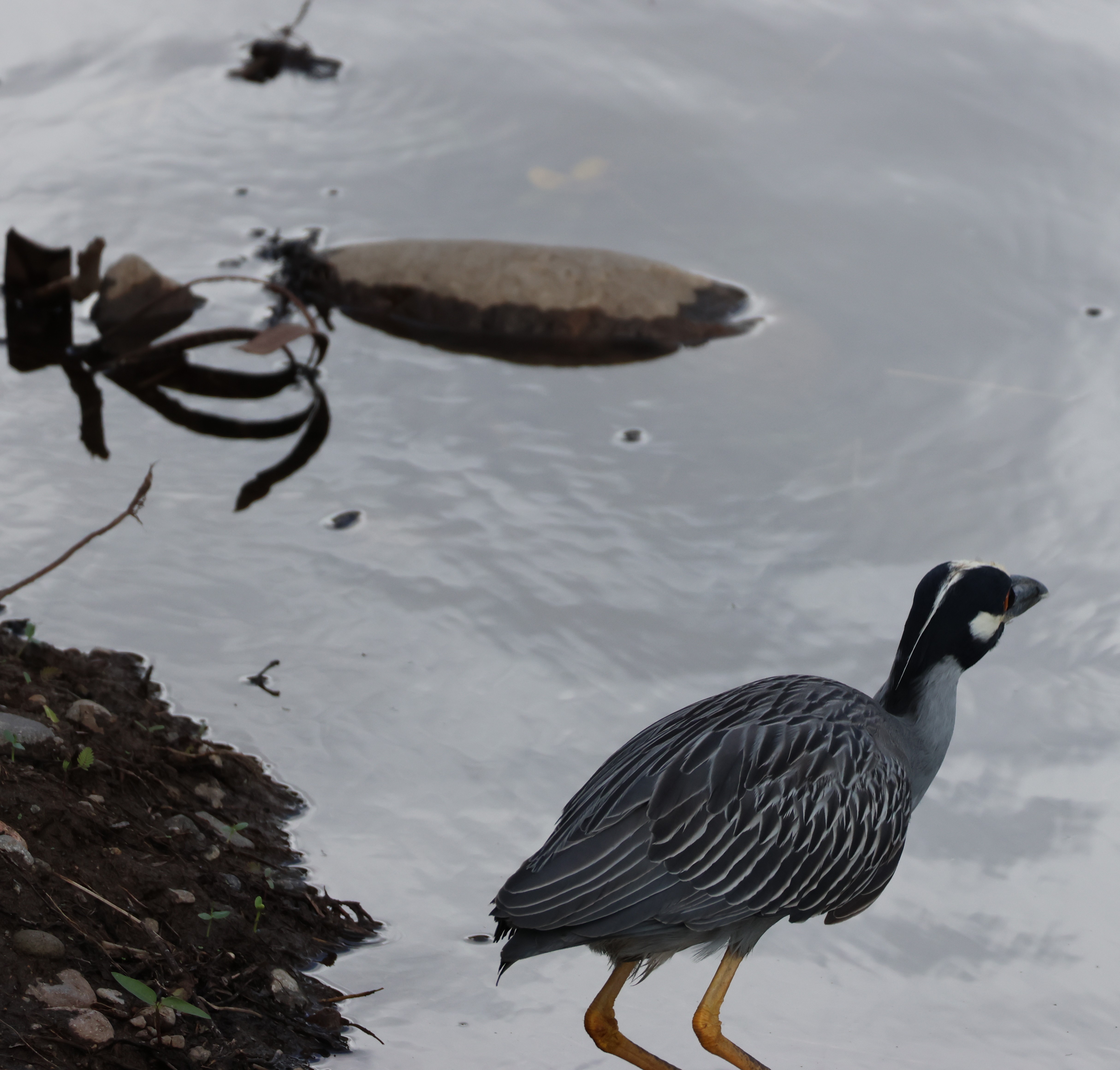 Bihoreau gris - Photo 3