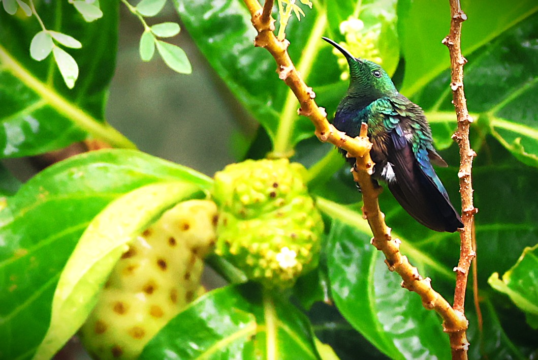 Colibri falle-vert - Photo 1