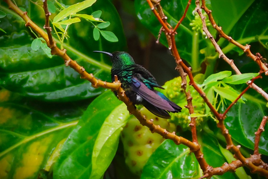 Colibri falle-vert - Photo 2