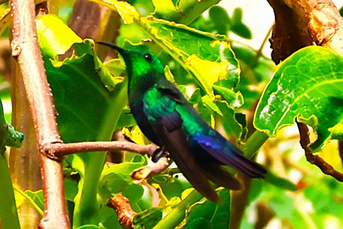 Colibri falle-vert - Photo 6