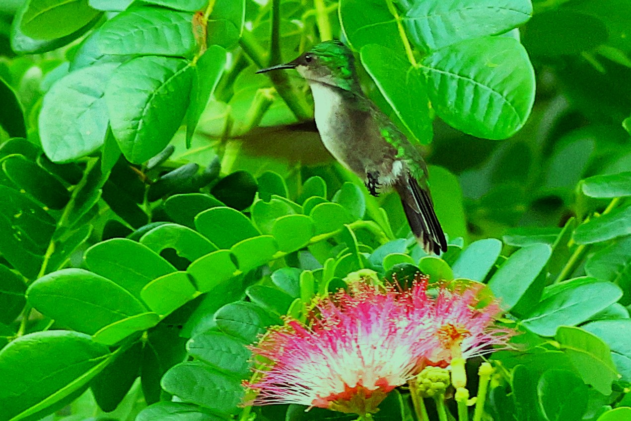 Colibri huppé - Photo 2