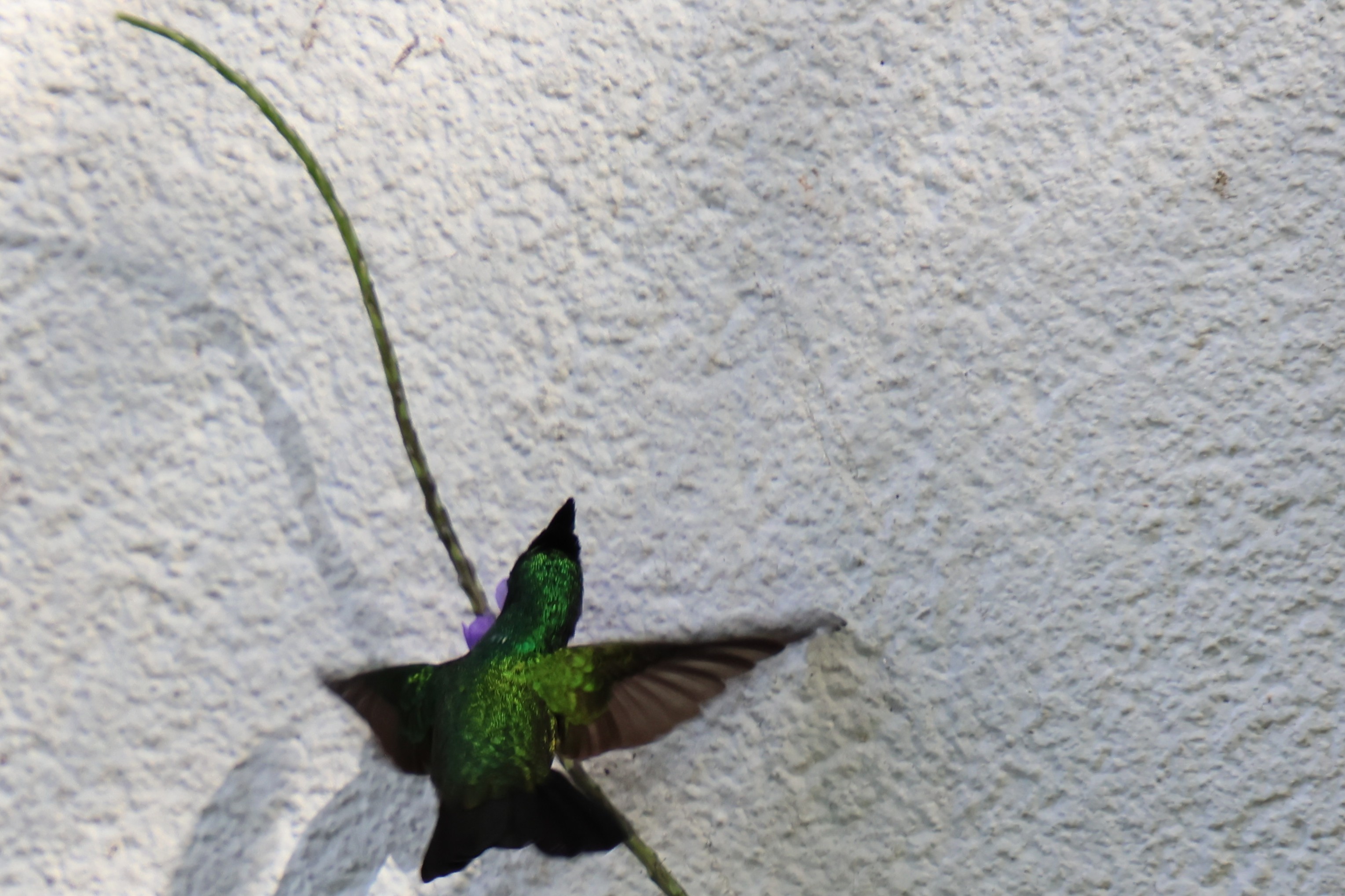 Colibri huppé - Photo 3
