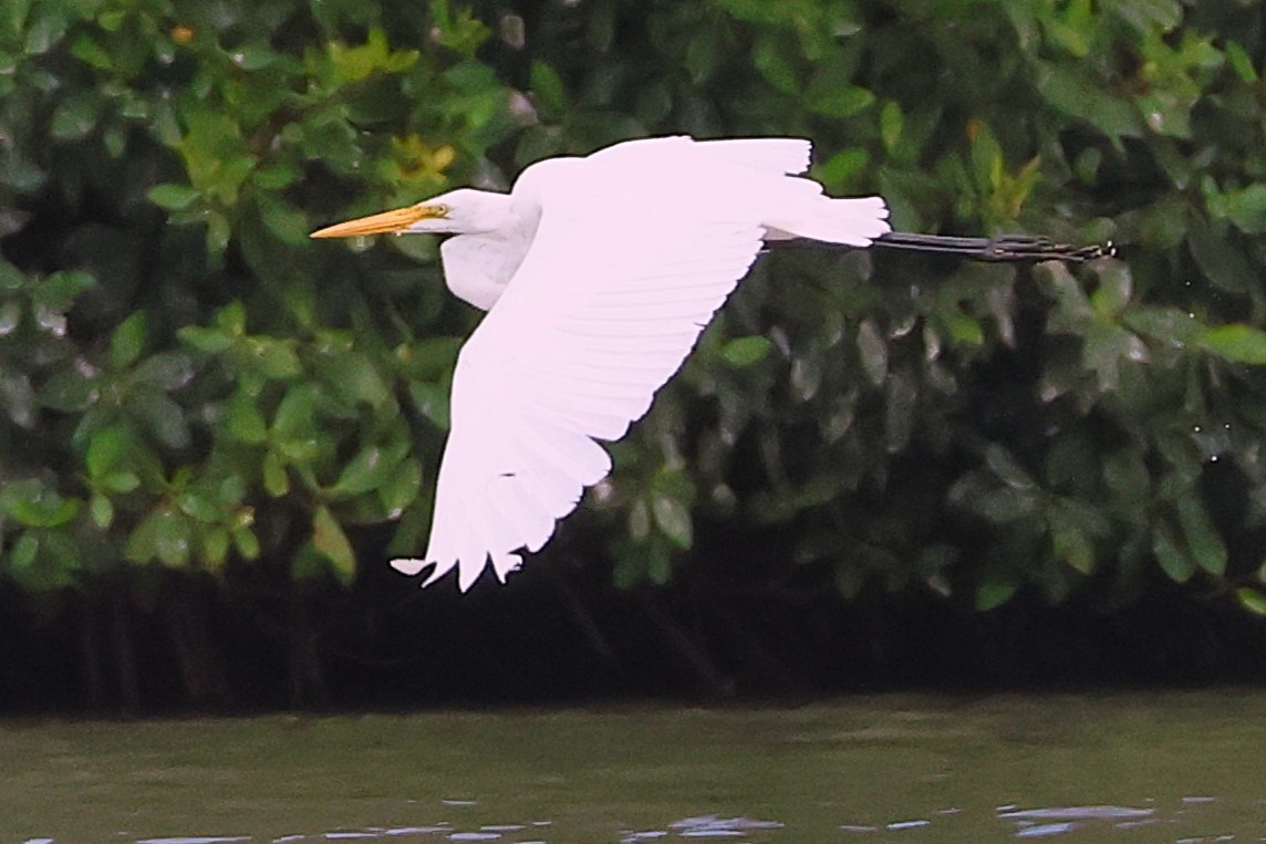 Grande Aigrette - Photo 2