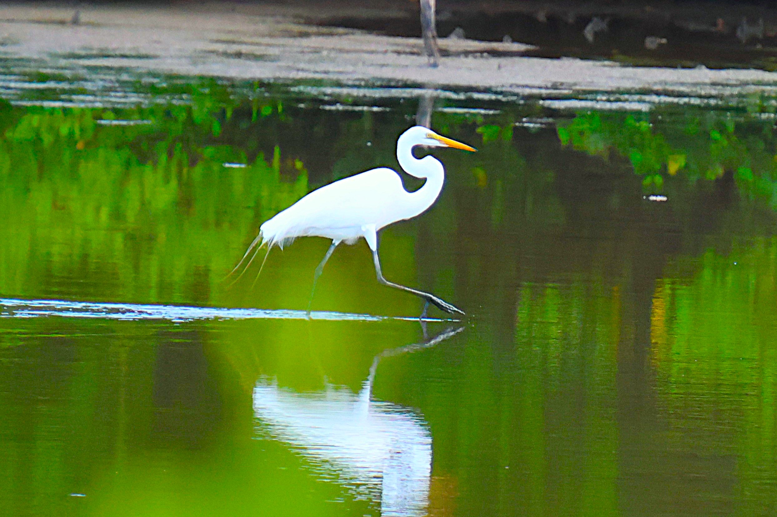 Grande Aigrette - Photo 6