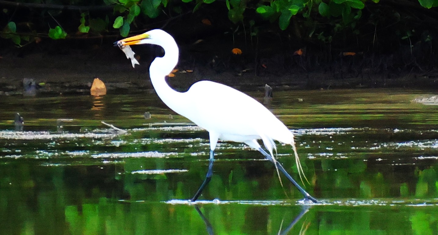 Grande Aigrette - Photo 1
