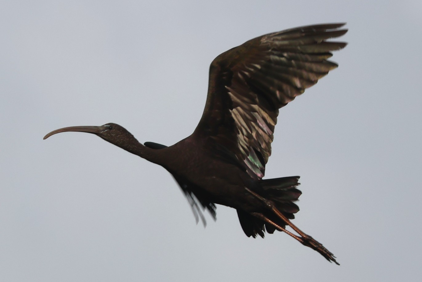 Ibis falcinelle - Photo 3