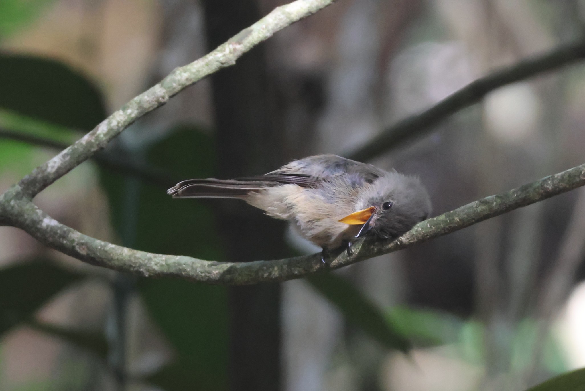 Moucherolle gobemouche - Photo 1